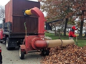 Leaf Collection image3.jpg